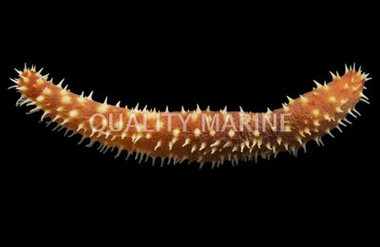 Colored Tigertail Sea Cucumber :: 53012