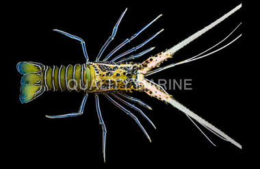 Blue Spiny Lobster :: 54507