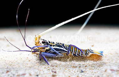 Blue Spiny Lobster :: 54507