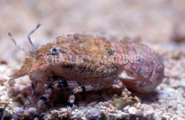 Slipper Lobster :: 54513