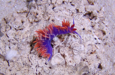 Spanish Shawl Nudibranch :: 55013