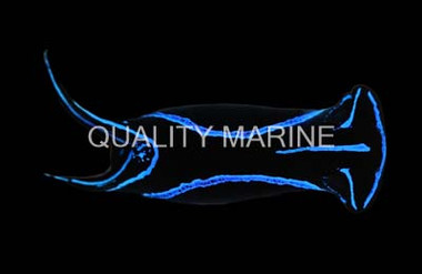 Blue Velvet Nudibranch :: 55016