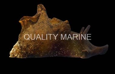 California Sea Hare :: 55022