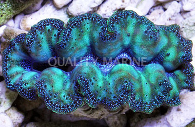 Ultra Crocea Clam :: 56523