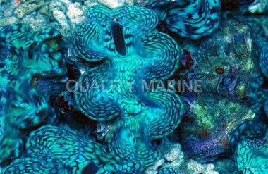Blue Squamosa Clam :: 56554