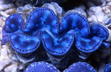 Ultra Coco's Maxima Clam :: 56555