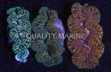 Ultra Premium Tiger Maxima Clam - Quality Marine