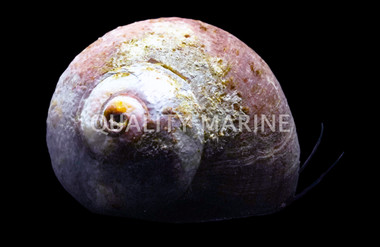 Norris's Snail :: 57036