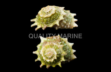 Spiny Star Astraea Snail :: 57080