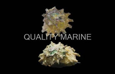 Spurred Turban Snail :: 57089