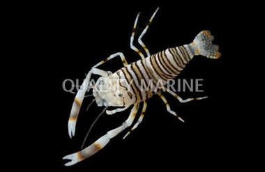 Bumble Bee Shrimp :: 57506