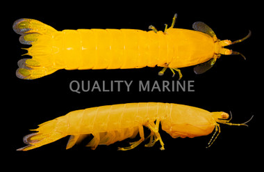 Lime Mantis Shrimp :: 57529