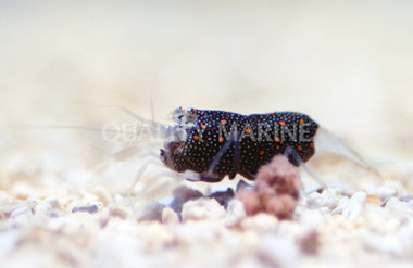 Cortez Barrel Shrimp :: 57531