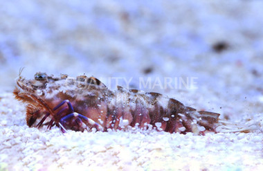 Rock Shrimp :: 57570