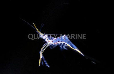 Yellow Scissortail Shrimp :: 57571