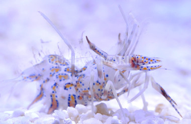 Bongo Shrimp :: 57583