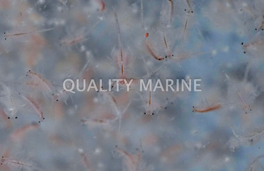 Live Adult Brine Shrimp (1 oz. portion)  :: 57587