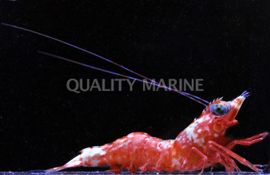 Henderson's Hinge Beak Shrimp :: 57595