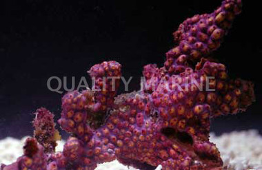 Colored Colony Tunicate :: 58504