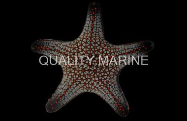 Cortez Sea Star :: 59010