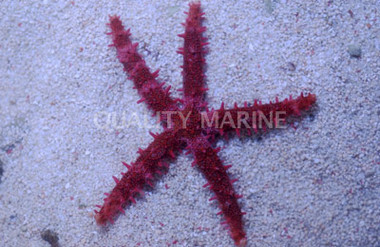 Bradley's Sea Star :: 59072