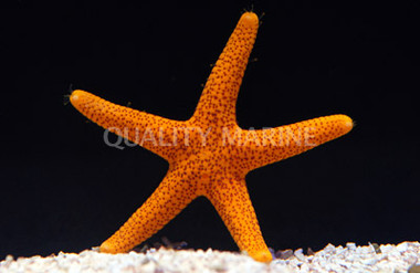 Red Spot Yellow Sea Star :: 59088