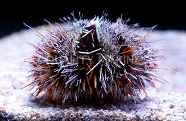 Orange Hairy Pincushion Urchin :: 59518