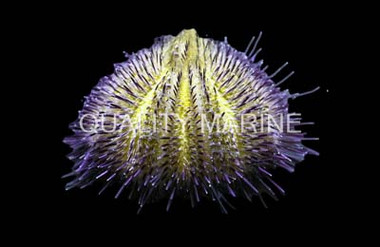 Purple/Pink Hairy Urchin :: 59520