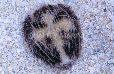 Heart Urchin :: 59527