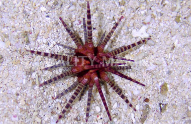 Banded Pencil Urchin  :: 59528