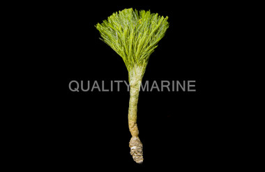 Shaving Brush Plant :: 60014