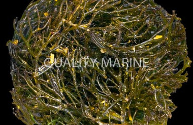 Green Gracilaria Algae :: 60032