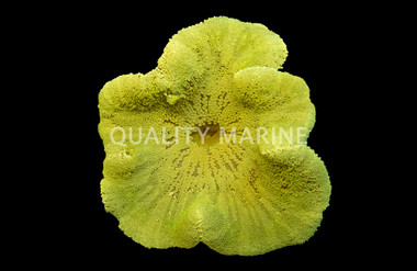 Assorted Green Carpet Anemone :: 50001