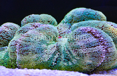 Assorted Green Carpet Anemone :: 50001
