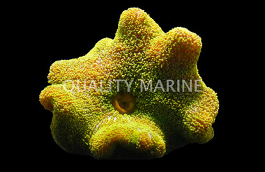 Metallic Green Carpet Anemone :: 50004