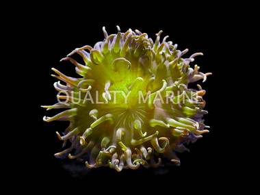 Long Tentacle Anemone :: 50013