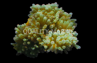 Watermelon Bulb Anemone :: 50075