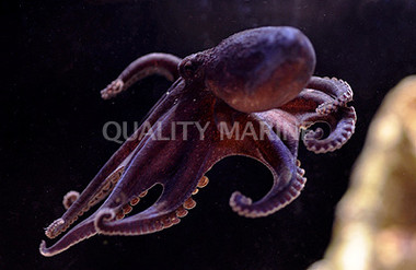 Assorted Octopus :: 50503