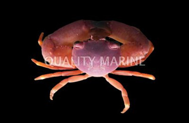 Assorted Trapezia Crab :: 52513