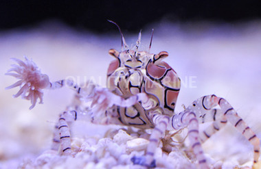 Pom Pom Crab :: 52522