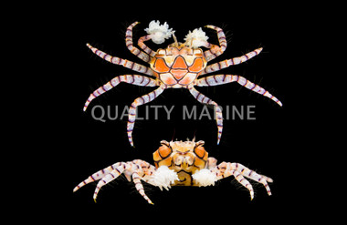 Pom Pom Crab :: 52522