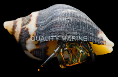 Dwarf Zebra Hermit Crab :: 52547