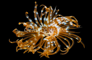 Magnificent Feather Duster :: 53501