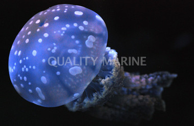 Violet Jellyfish :: 54002