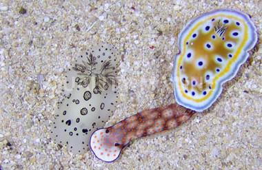 Colored Fancy Nudibranch :: 55002