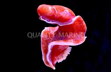 Spanish Dancer :: 55011