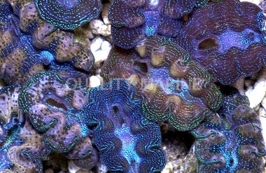 Multicolored Crocea Clam :: 56515