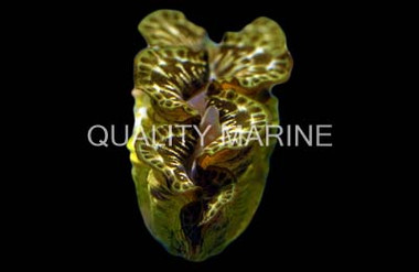 Maxima Clam :: 56545