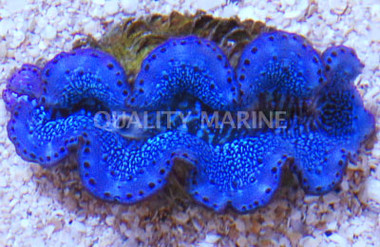1st Grade Blue/Turquoise Maxima Clam :: 56547