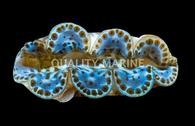 Ultra Blue/Turquoise Maxima Clam :: 56552